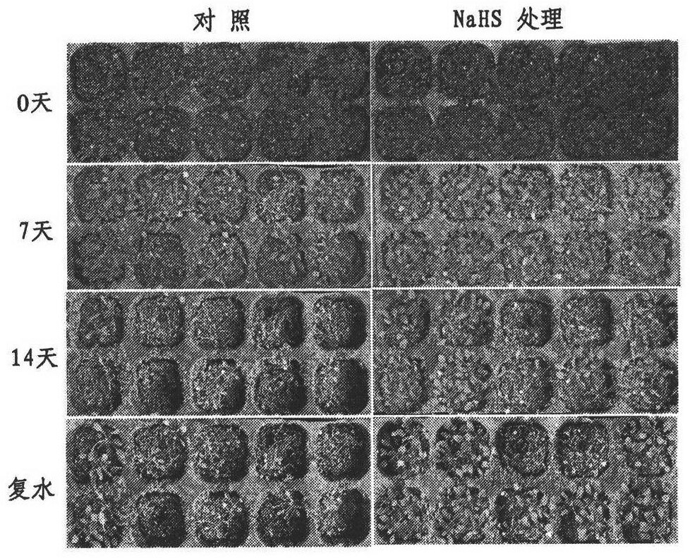 Plant antitranspirant and using method thereof