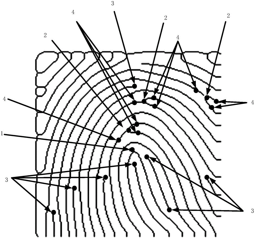 Fingerprint image representation method based on a variety of feature points