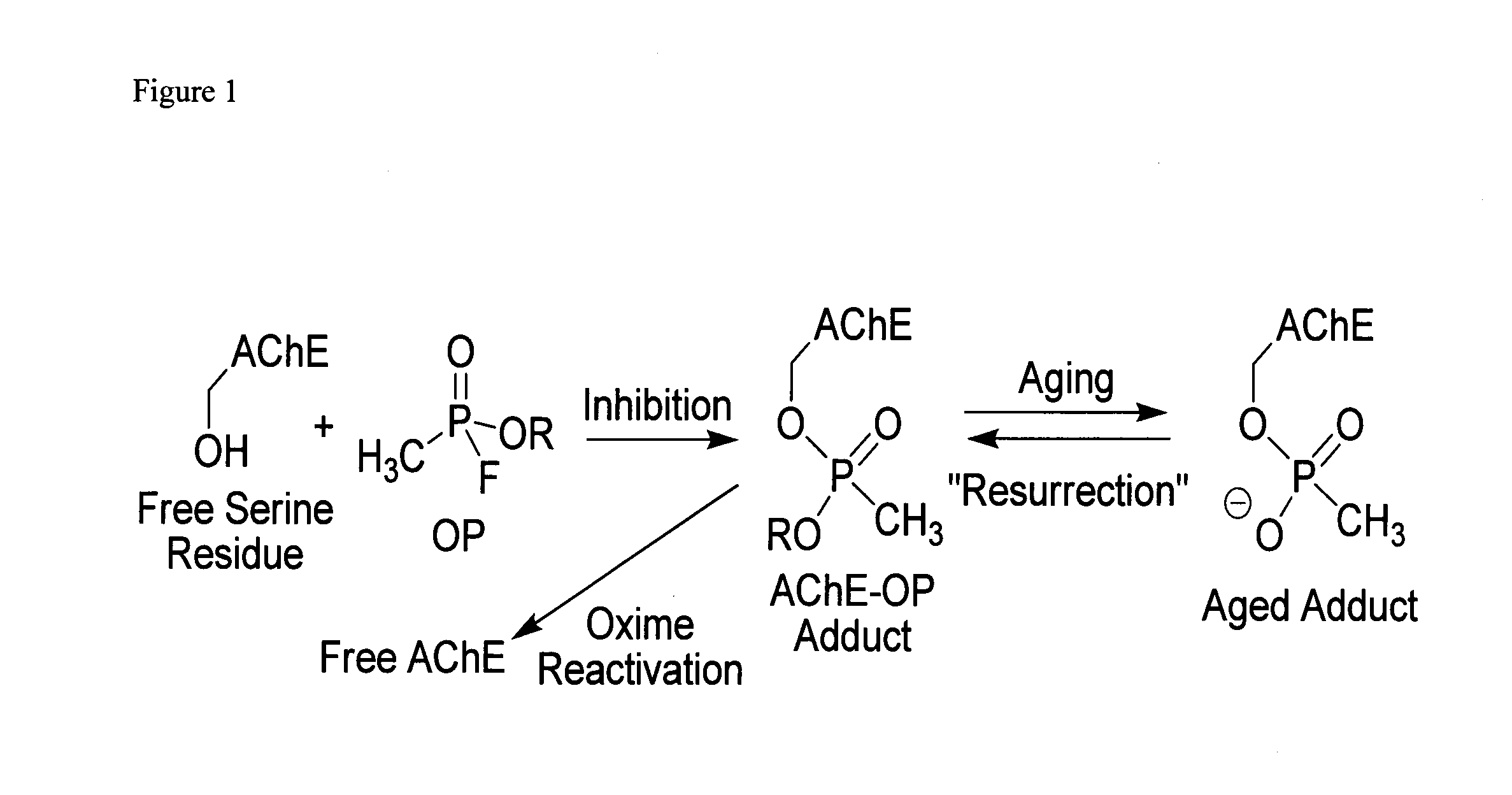 Compounds and methods to treat organophosphorus poisoning