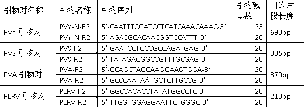 Quick sensitive detection method of potato viruses