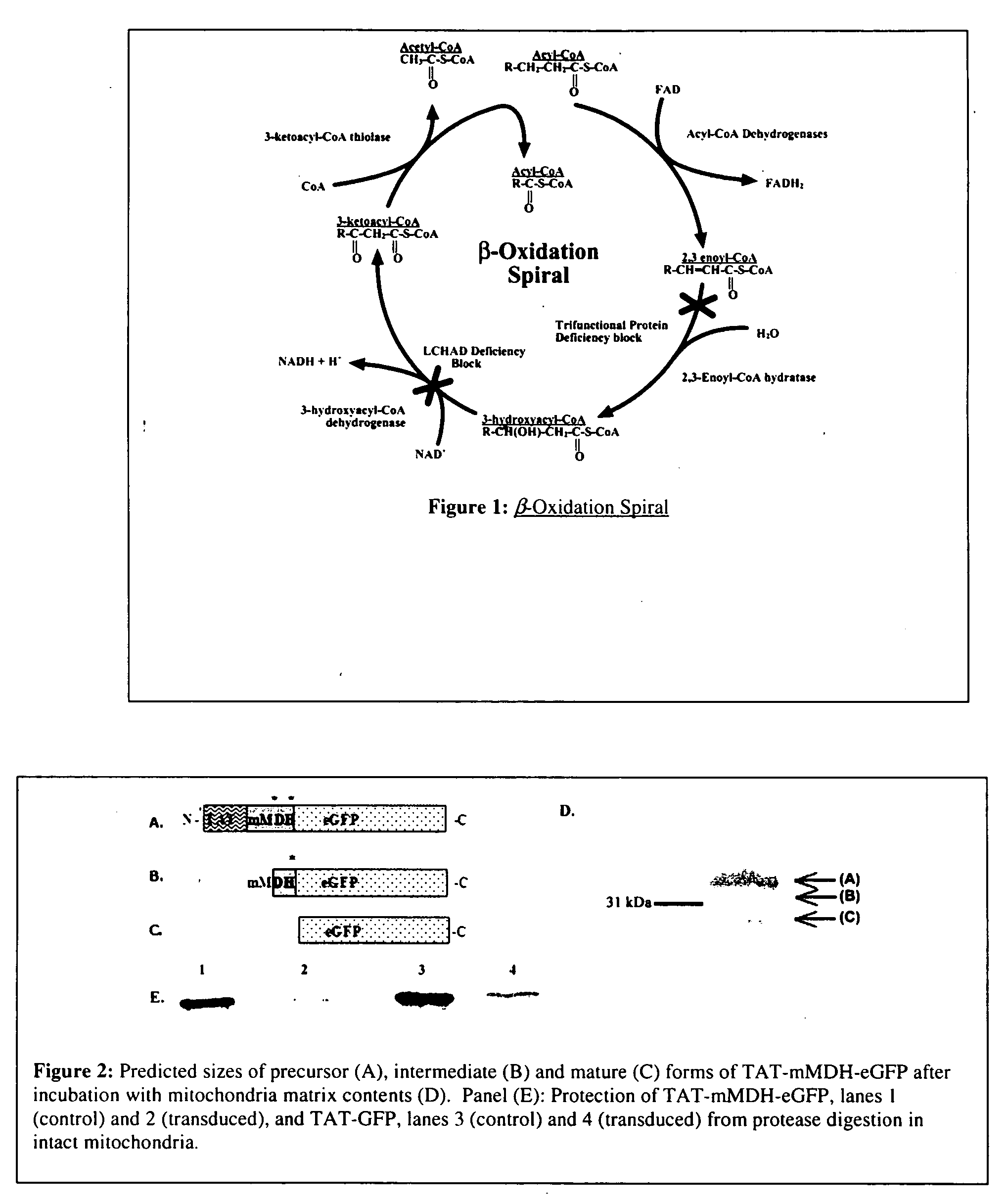 Non-viral delivery of compounds to mitochondria