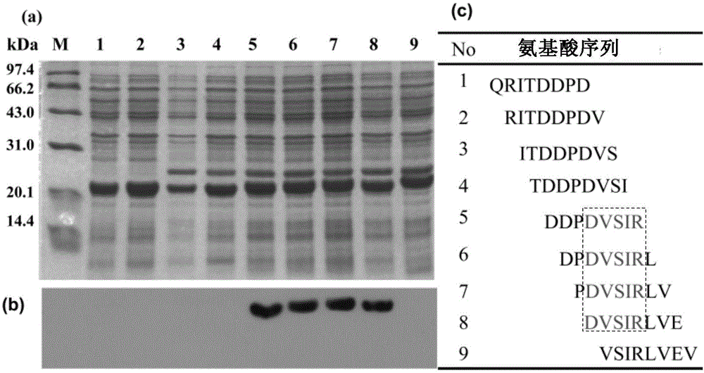 Linear epitope minimum motif peptides of PPRV (peste des petits ruminants virus) N (nucleocapsid) protein