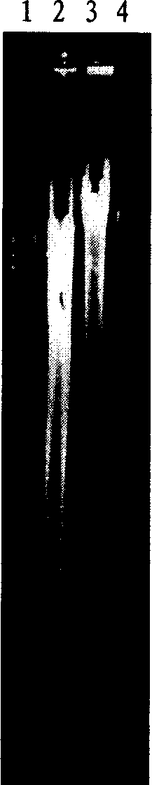 Coding gene of cellulose of glycosyl hydrolase family 5 and its application