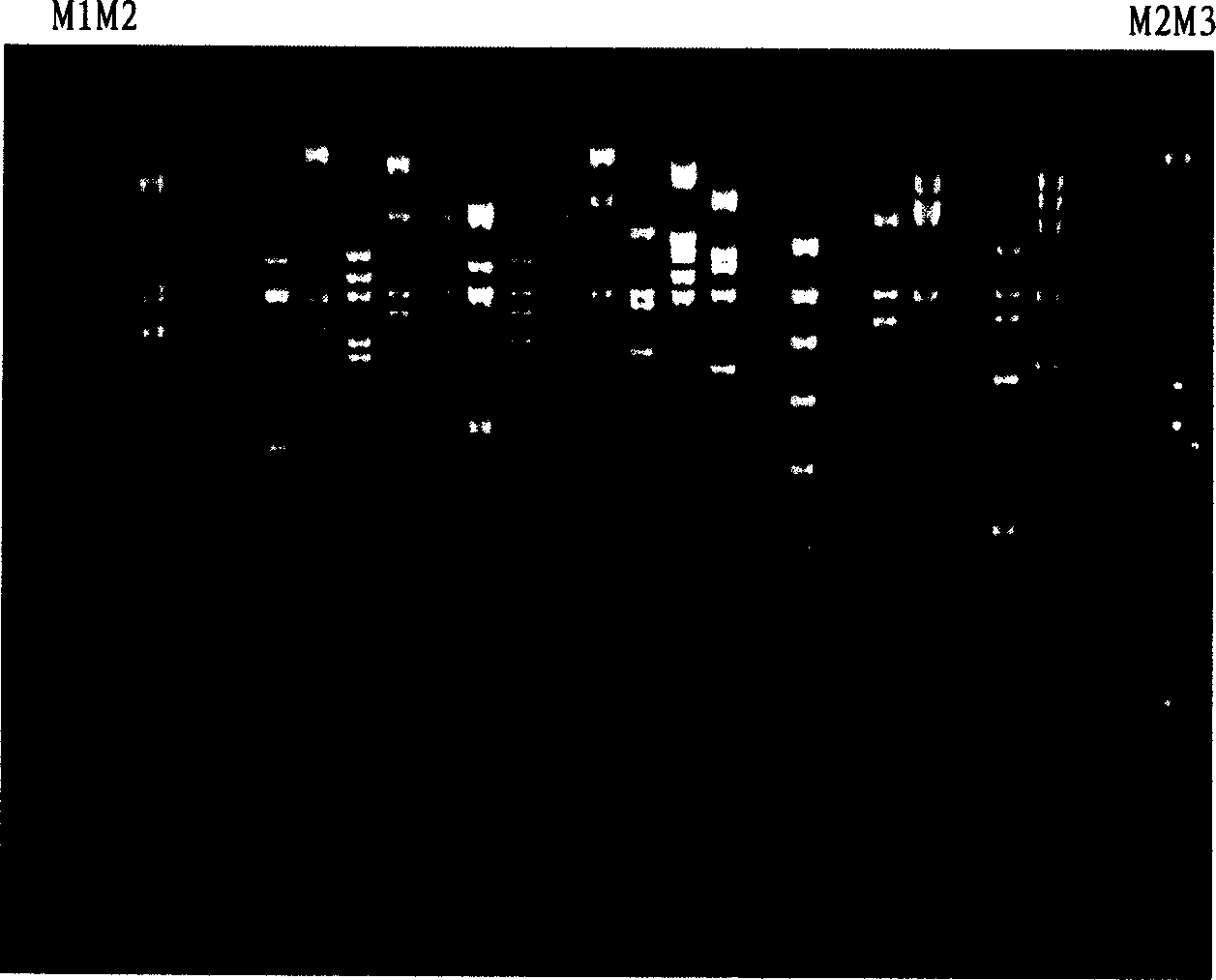 Coding gene of cellulose of glycosyl hydrolase family 5 and its application