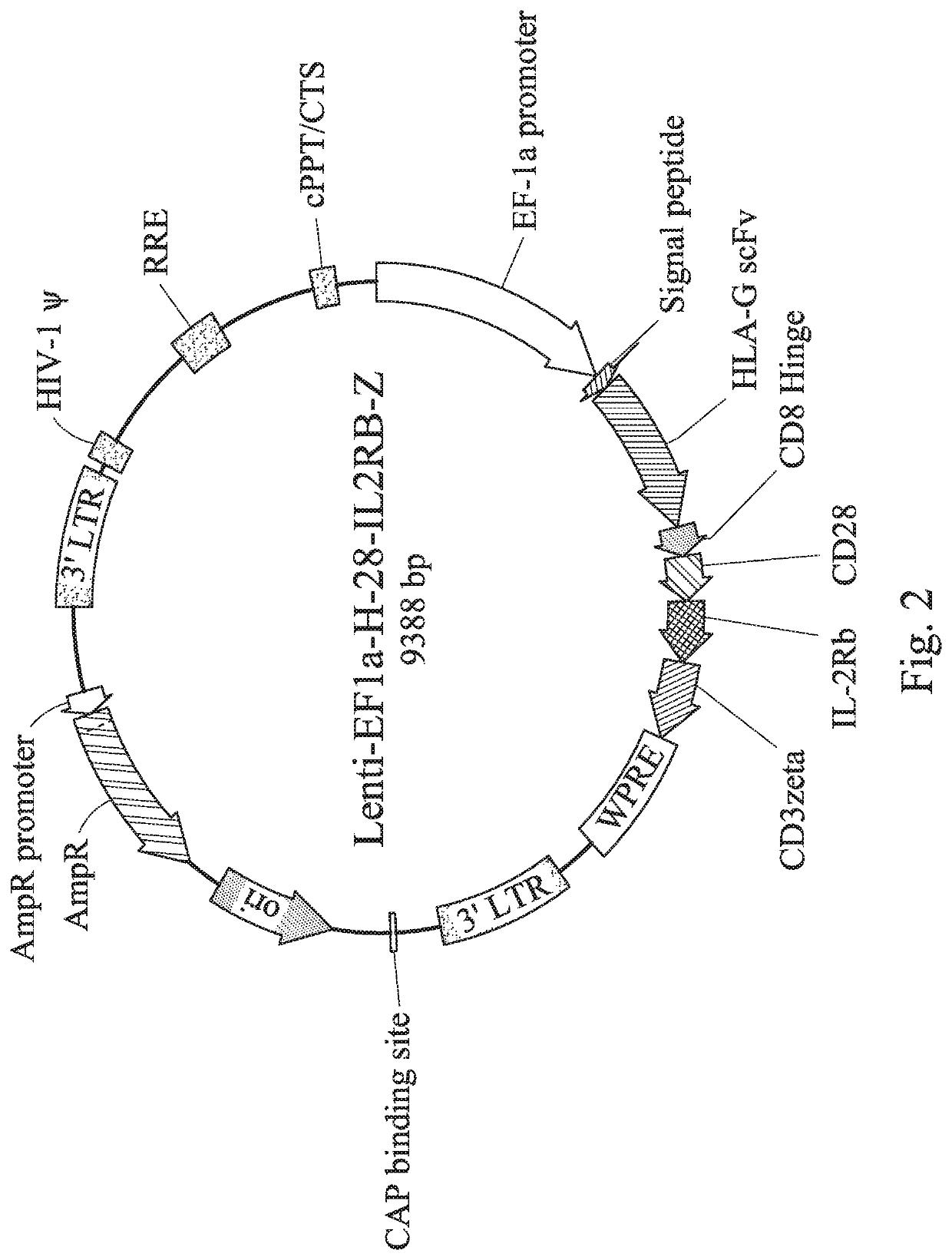 HLA-G Specific Chimeric Antigen Receptor, Nucleic Acid, HLA-G Specific Chimeric Antigen Receptor Expression Plasmid, HLA-G Specific Chimeric Antigen Receptor Expressing Cell, Use Thereof, And Pharmaceutical Composition For Treating Cancer