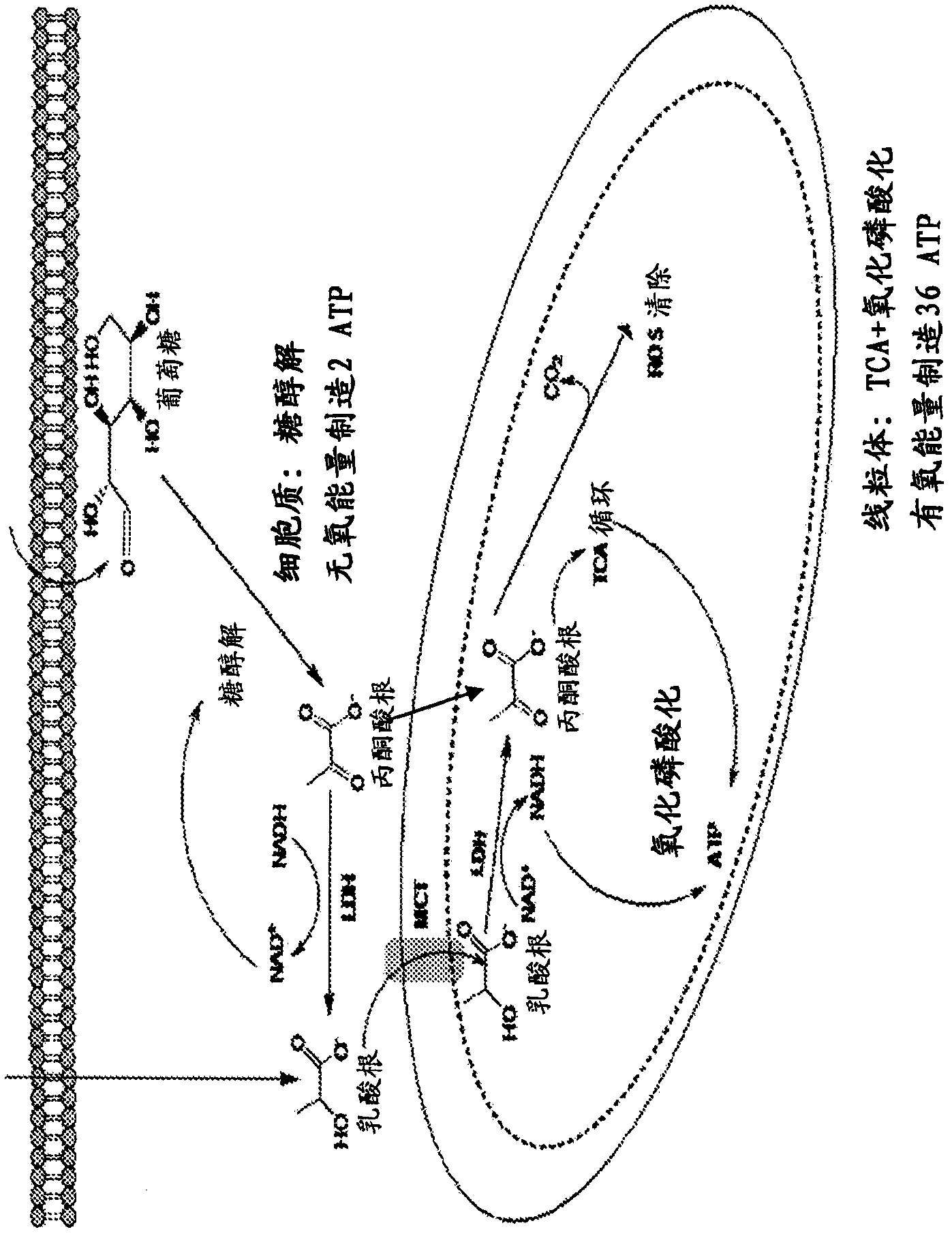 Mitochondrial activity inhibitors of cancer-initiating cells and use thereof