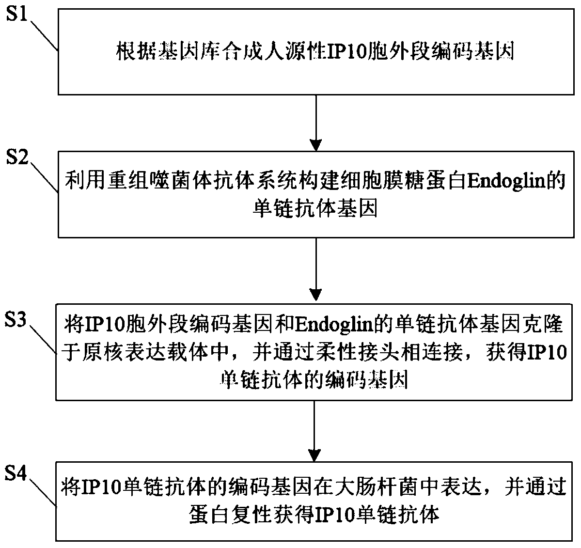 IP10 single-chain antibody targeting tumor vascular endothelial cells and preparation method thereof