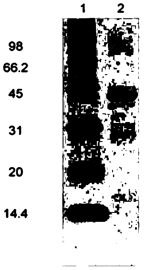 IP10 single-chain antibody targeting tumor vascular endothelial cells and preparation method thereof