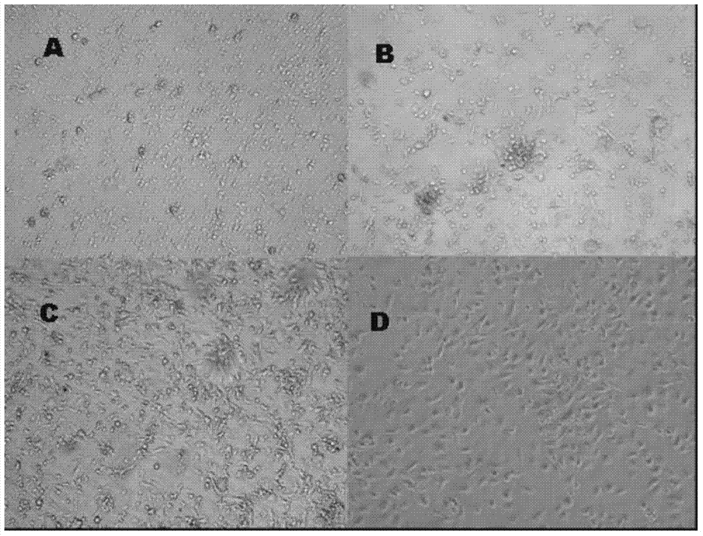 Method used for separation and culture of poultry endothelial progenitor cells