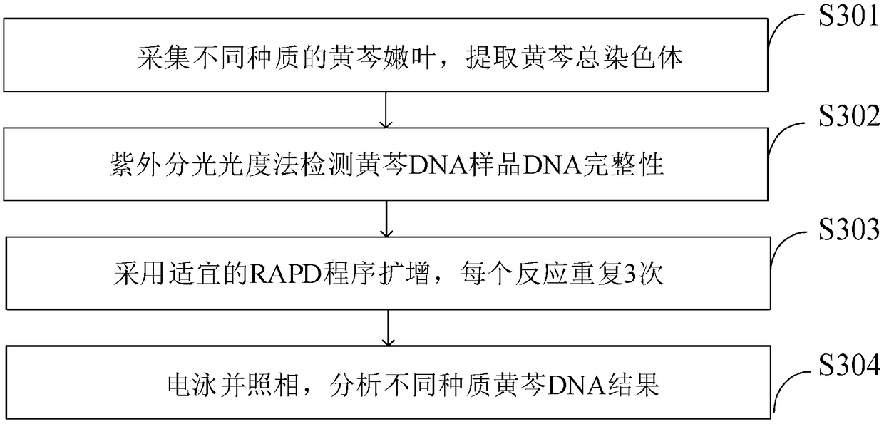 Stock breeding and cultivating method for scutellaria baicalensis