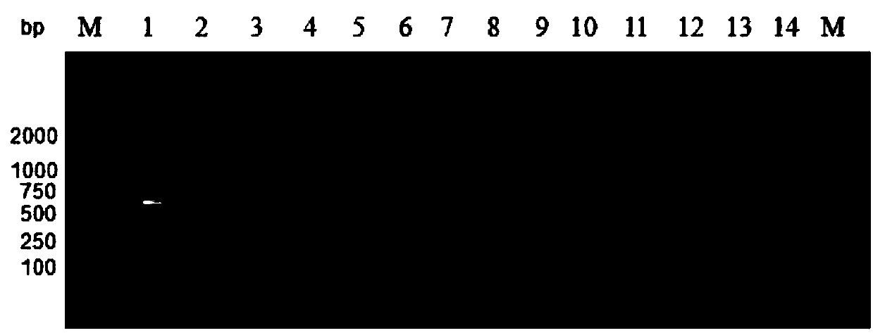 Detection primer for rcnobcterium pyogenes and detection kit