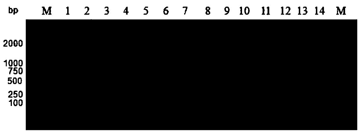 Detection primer for rcnobcterium pyogenes and detection kit