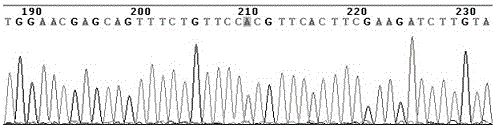 Detecting typing kit for susceptibility gene of esophagus cancer and application thereof