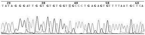 Detecting typing kit for susceptibility gene of esophagus cancer and application thereof