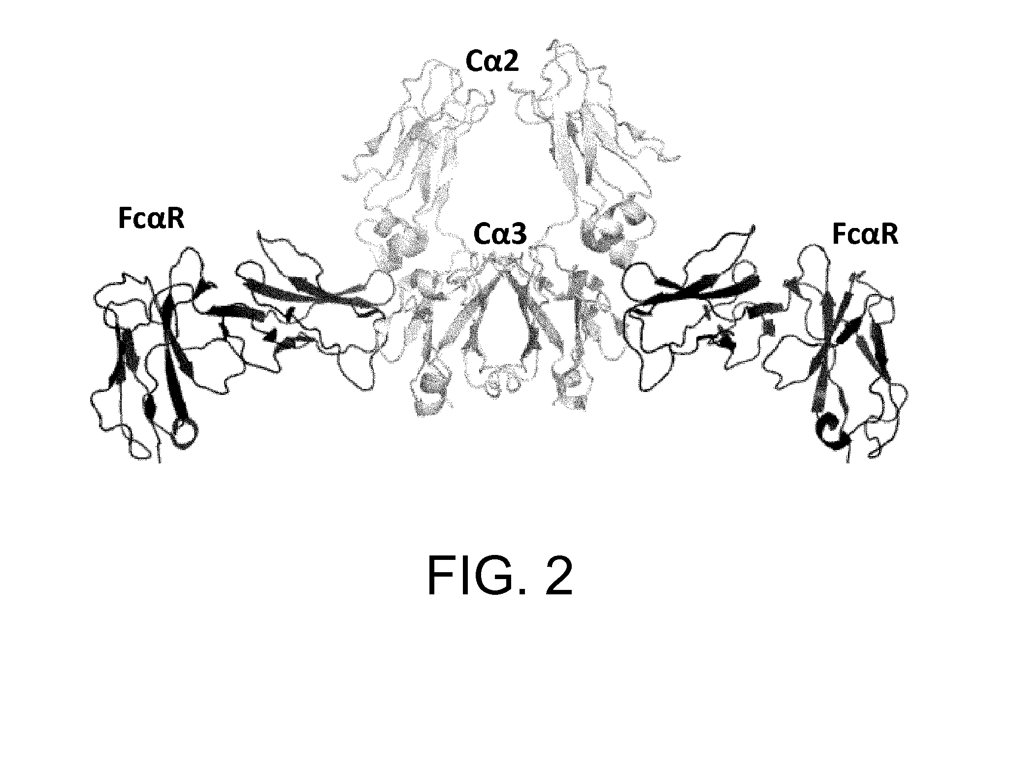 Heterodimerized polypeptide