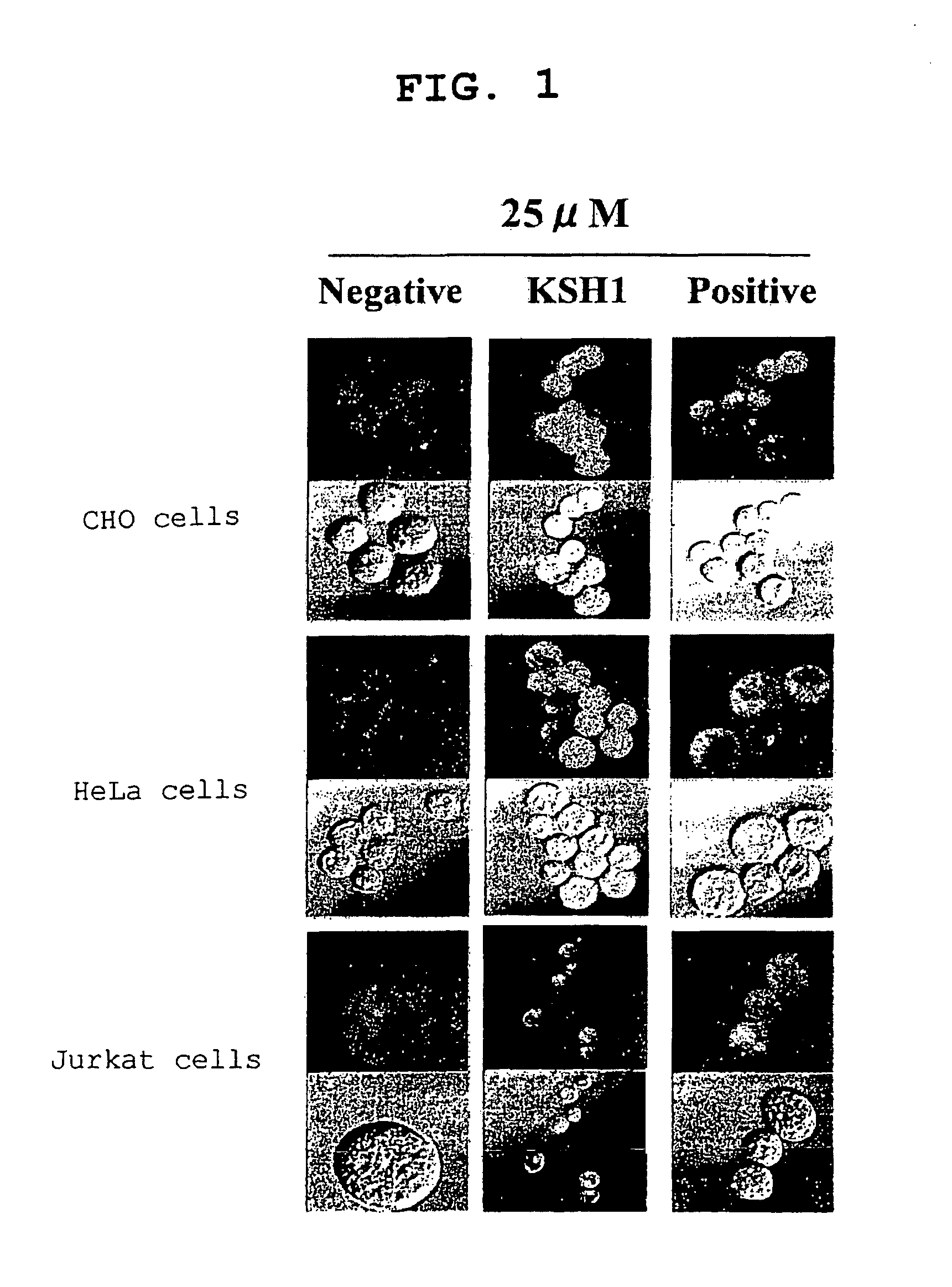 Cell penetrating peptide