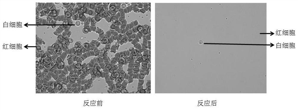 Circulating tumor cell separation and enrichment kit