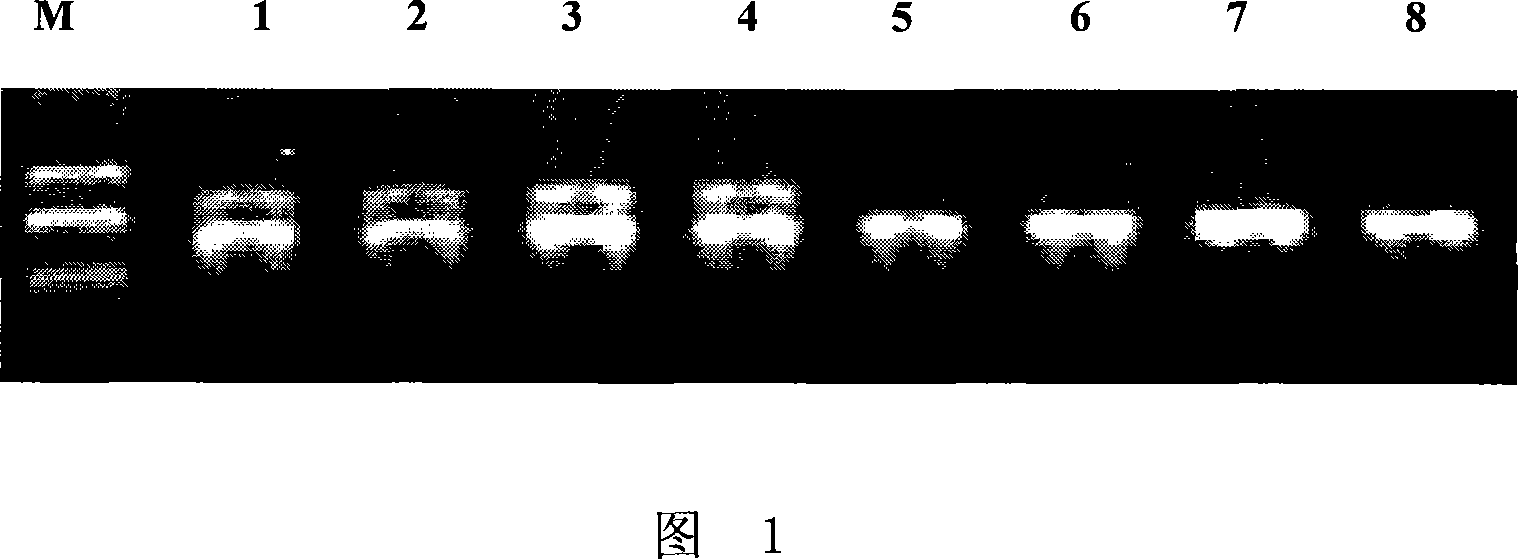 Method for detecting activity of wheat polyphenol oxidase and special primer therefor