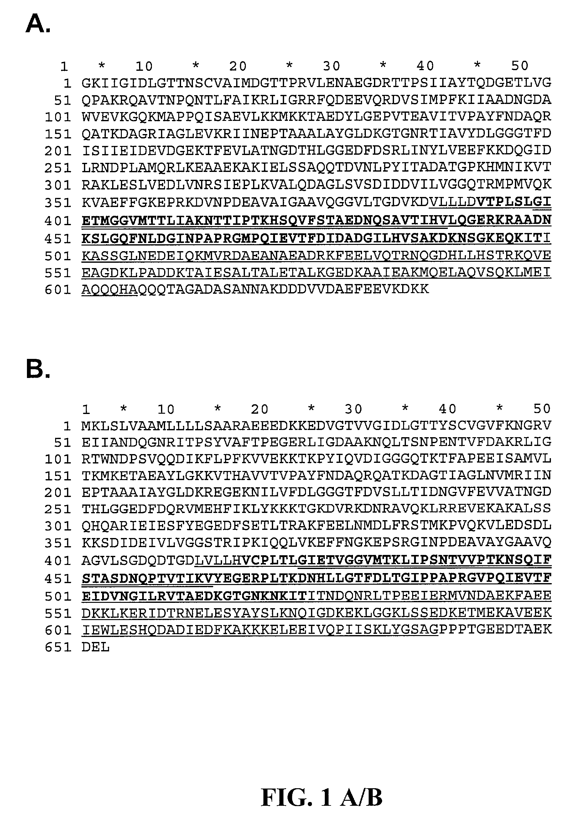 Complexes of peptide-binding fragments of heat shock proteins and their use as immunotherapeutic agents