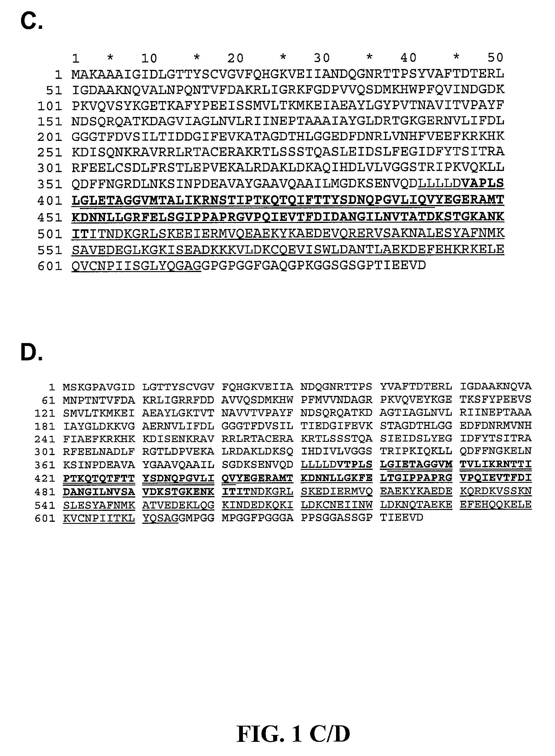 Complexes of peptide-binding fragments of heat shock proteins and their use as immunotherapeutic agents