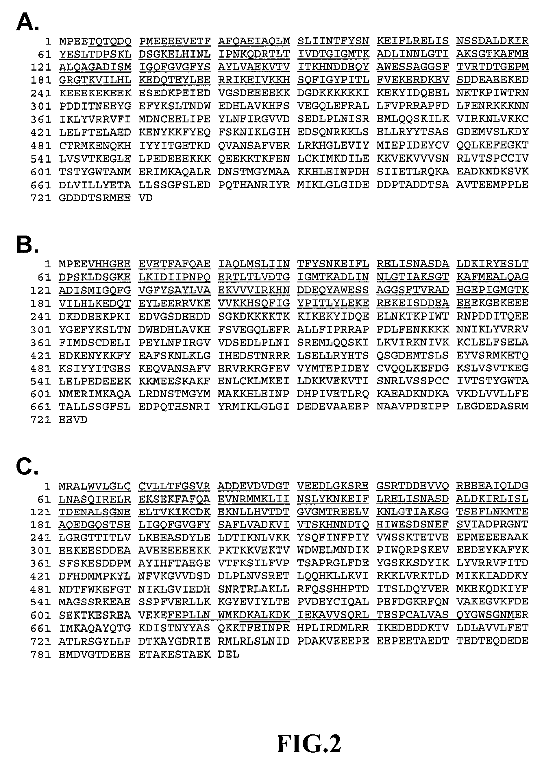 Complexes of peptide-binding fragments of heat shock proteins and their use as immunotherapeutic agents