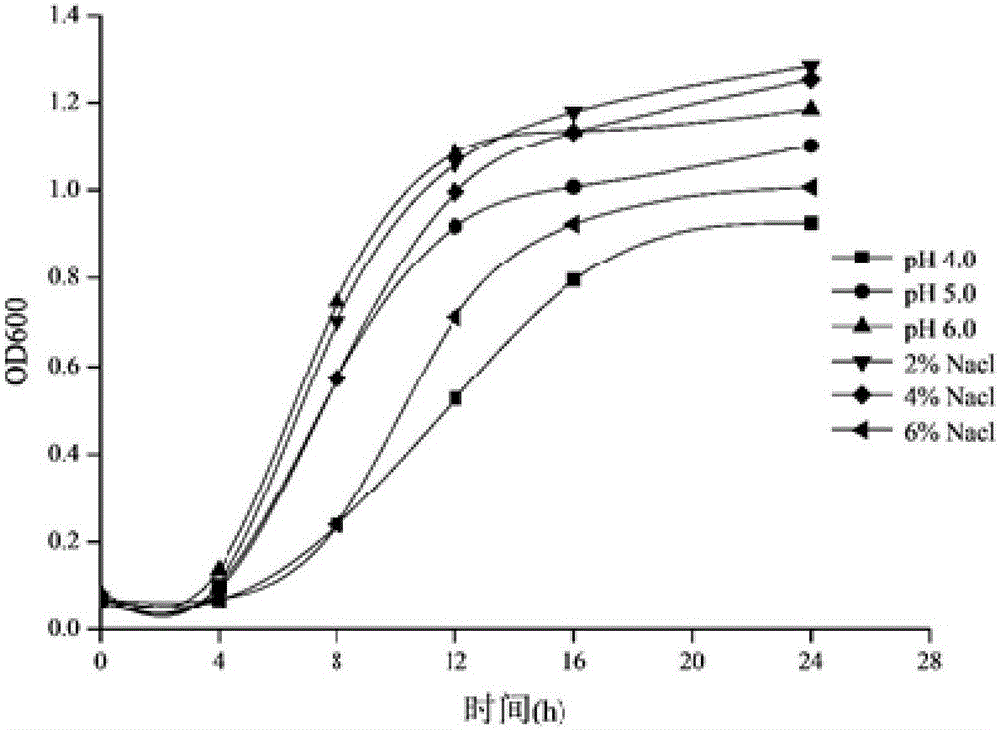 Lactobacillus plantarum having diacetyl synthesis capacity and application of lactobacillus plantarum