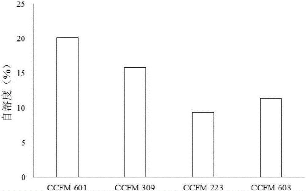 Lactobacillus plantarum having diacetyl synthesis capacity and application of lactobacillus plantarum