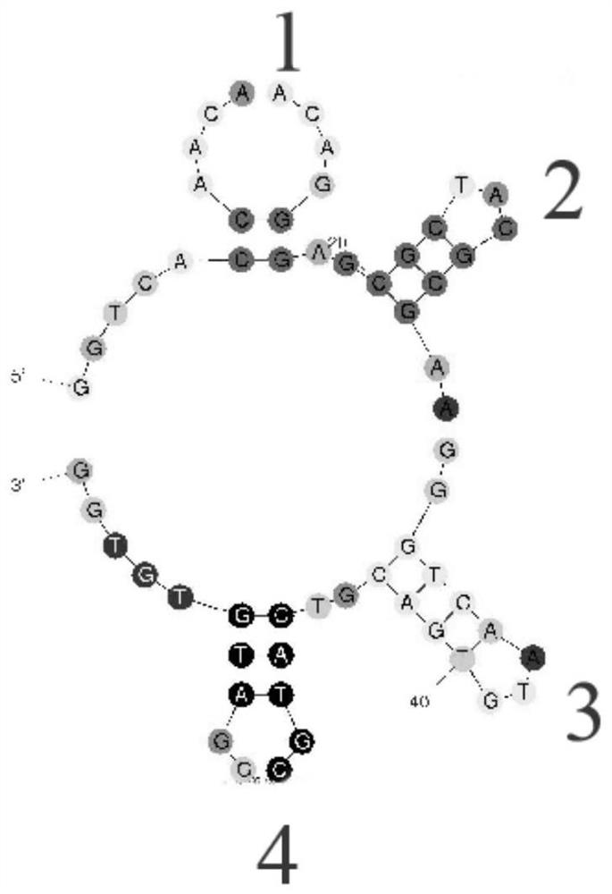 Nucleic acid aptamer with high affinity to okadaic acid and dinophysistoxin