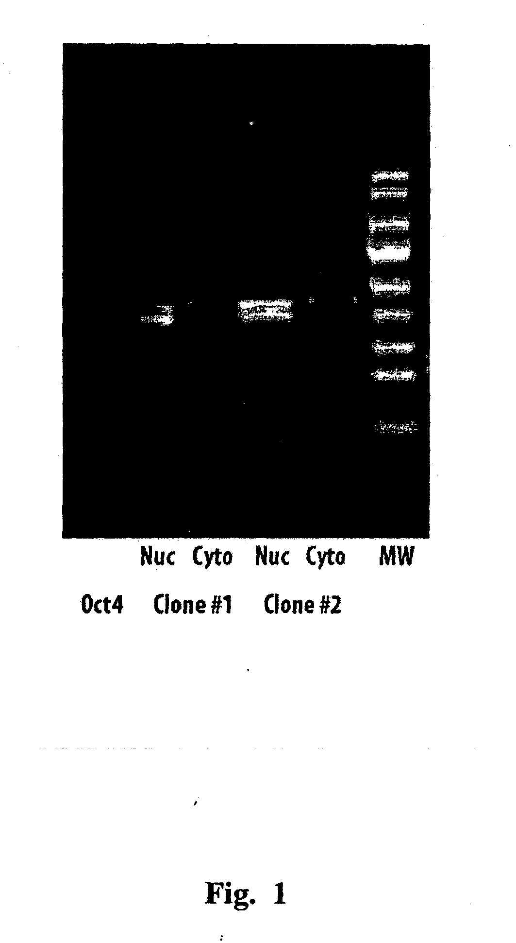 Methods of inducing pluripotency involving oct4 protein