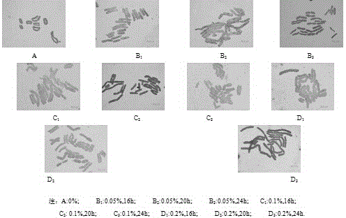 Method for doubling glycyrrhiza pallidiflora maxim chromosomes through tissue culture