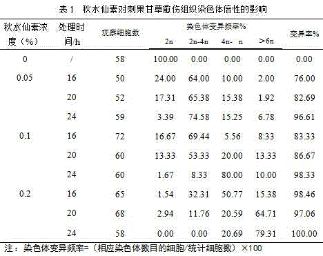 Method for doubling glycyrrhiza pallidiflora maxim chromosomes through tissue culture