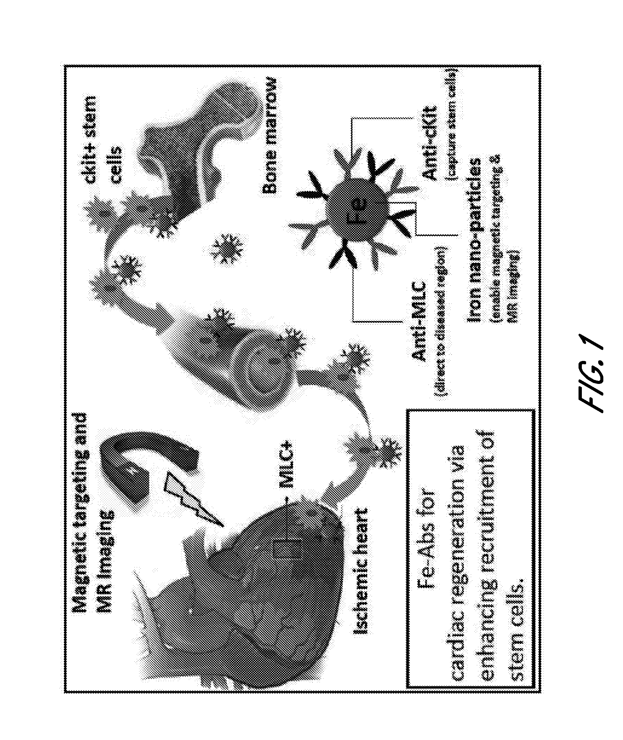 Bi-functional compositions for targeting cells to diseased tissues and methods of using same