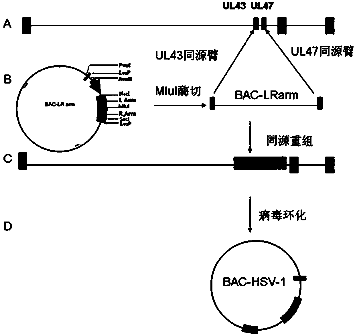 Recombinant HSV (Herpes Simplex Virus) amplicon vector and application thereof