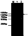 Recombinant HSV (Herpes Simplex Virus) amplicon vector and application thereof