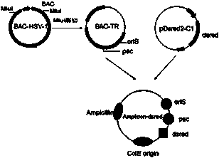 Recombinant HSV (Herpes Simplex Virus) amplicon vector and application thereof