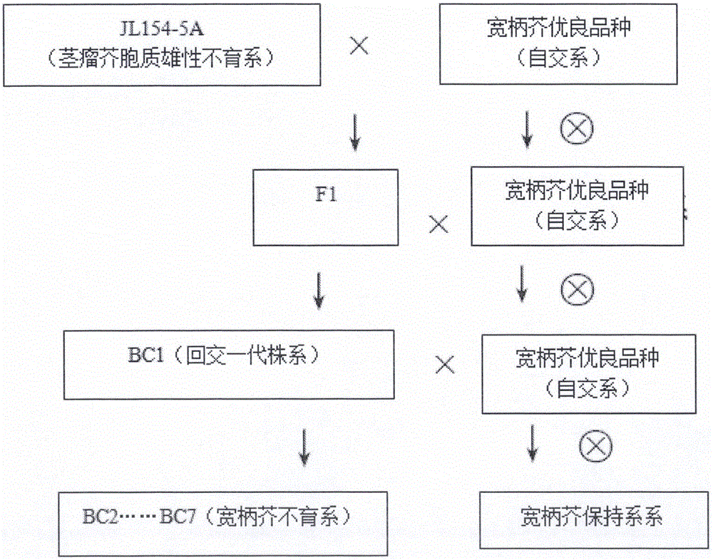 Method of breeding cytoplasmic sterile line of Brassica juncea var. integlifolia