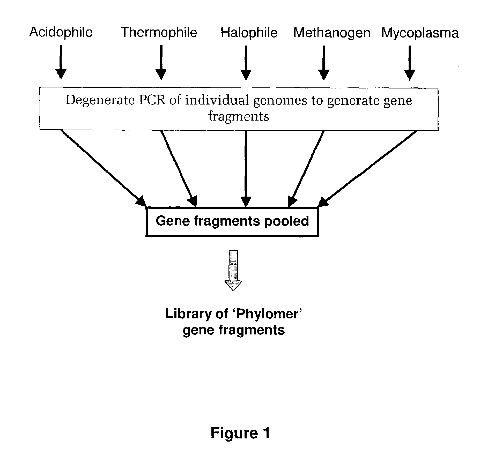 Methods of constructing and screening diverse expression libraries