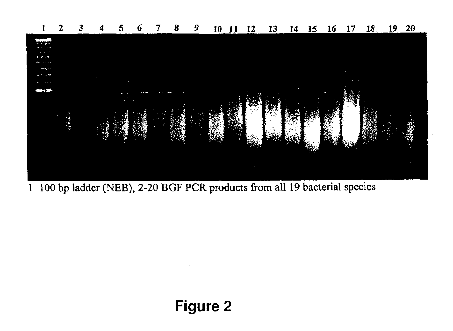 Methods of constructing and screening diverse expression libraries