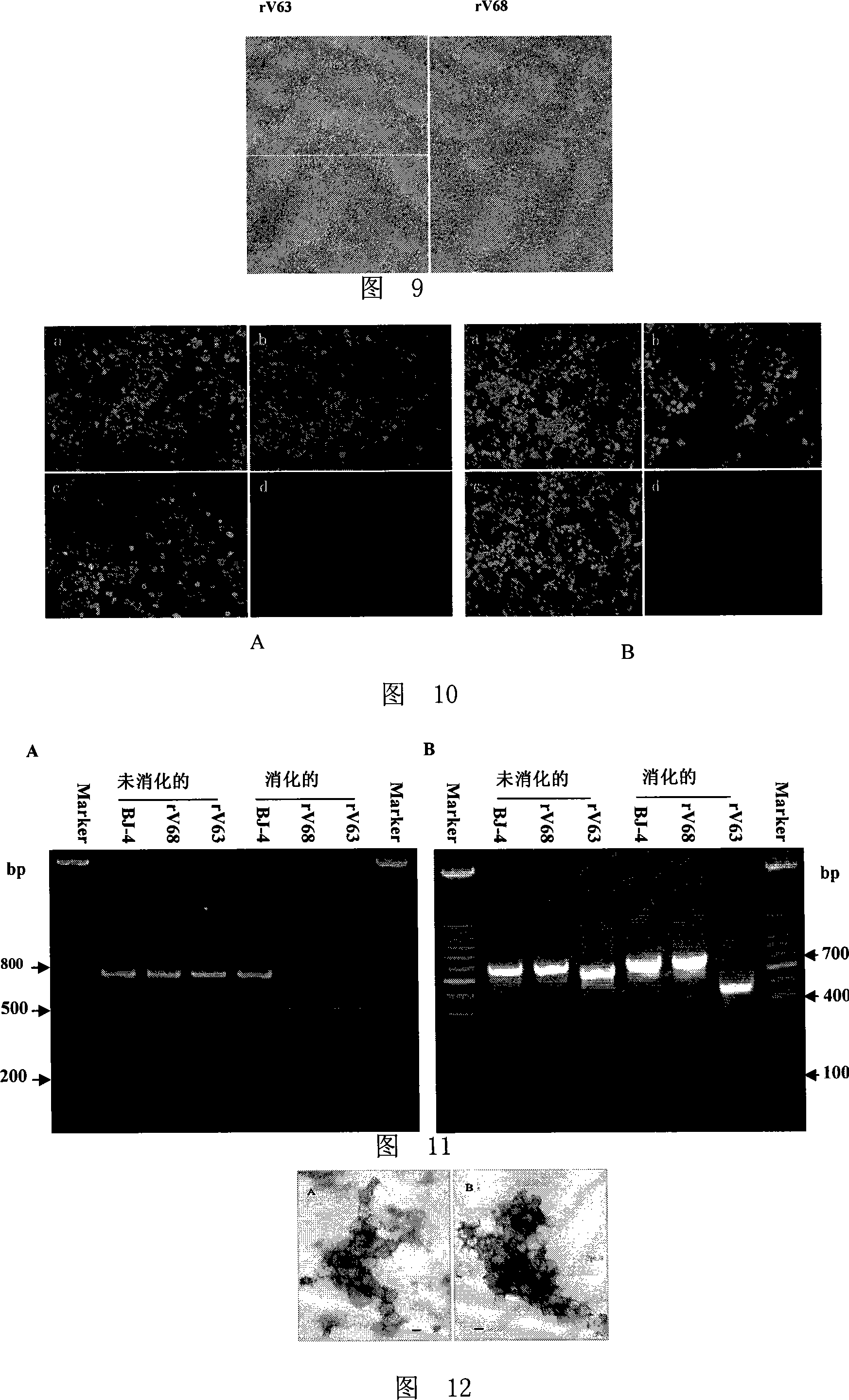 Method for constructing PRRSV gene deletion vaccine toxin strain by using Nsp2 gene deletion and uses thereof