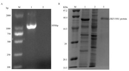 A kind of monoclonal antibody and its application