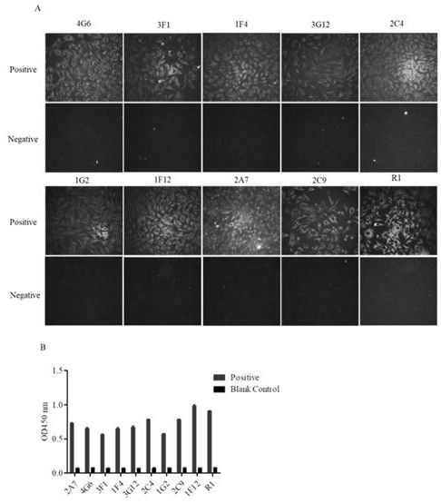 A kind of monoclonal antibody and its application