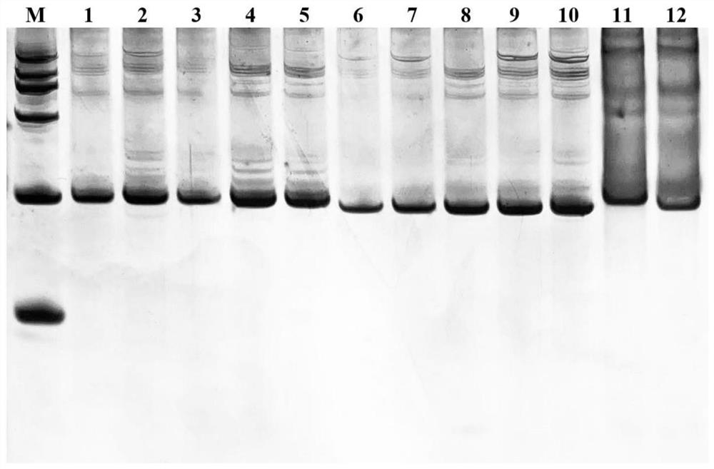 Muskmelon downy mildew resistance InDel marker and application thereof