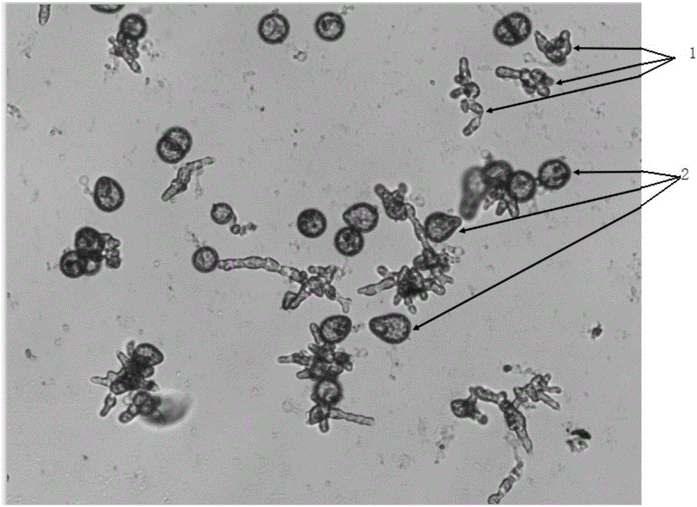 Laminaria brown seaweed introduction method based on gametophyte cloning line