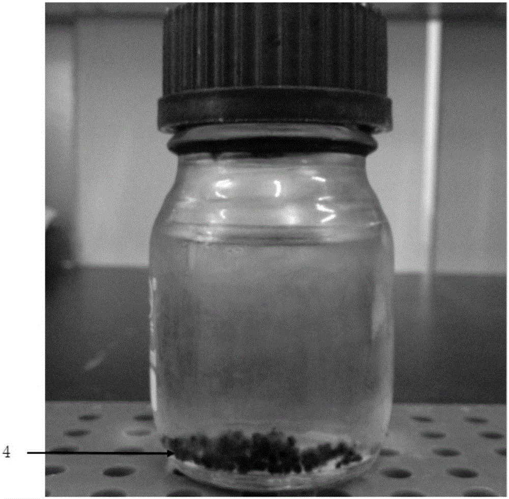 Laminaria brown seaweed introduction method based on gametophyte cloning line