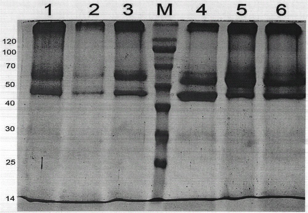 Method for quickly extracting, purifying and detecting protein in hair