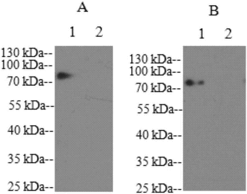 Peste des petits ruminant virus F protein epitope peptide as well as determination and preparation method and application thereof