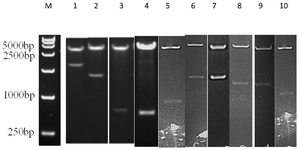 Streptococcus suis disease-haemophilus parasuis disease-porcine infectious pleuropneumonia triple subunit vaccine and preparation method thereof