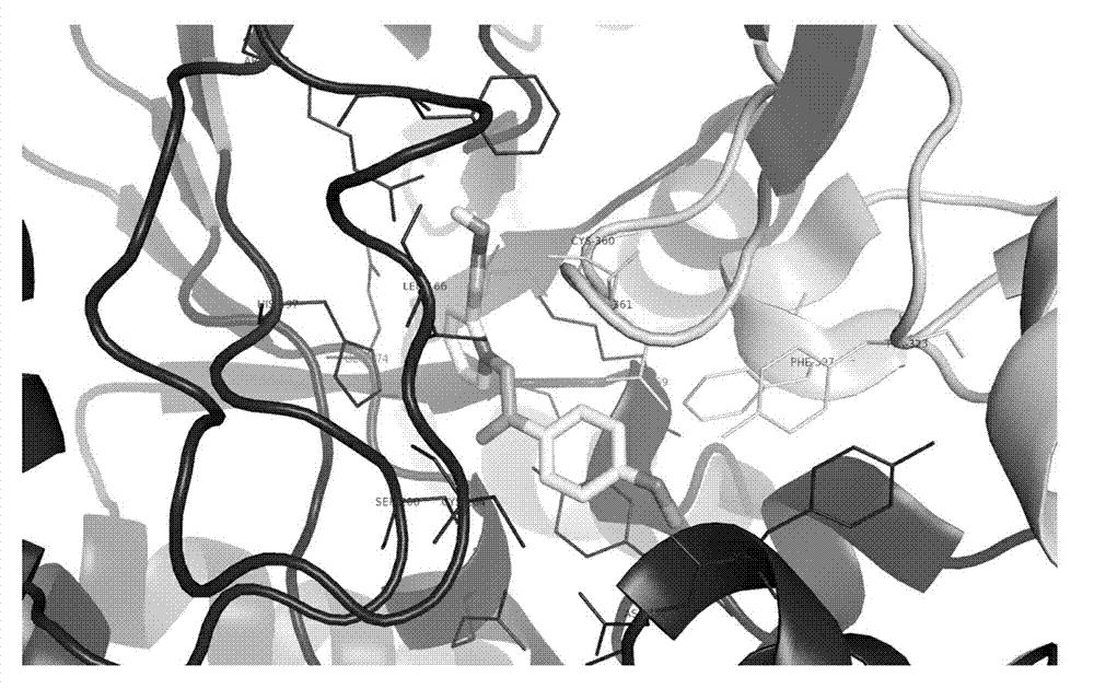 Small molecule inhibitor and application thereof to inhibiting ornithine decarboxylase (ODC)