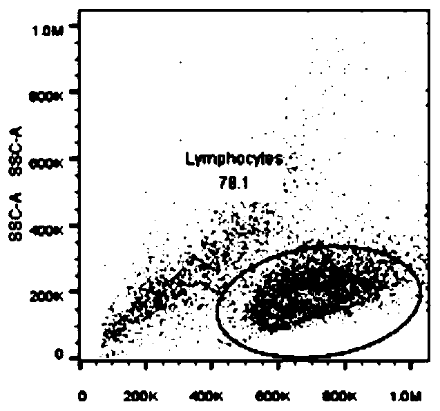 In-vitro amplification method of iNKT cells