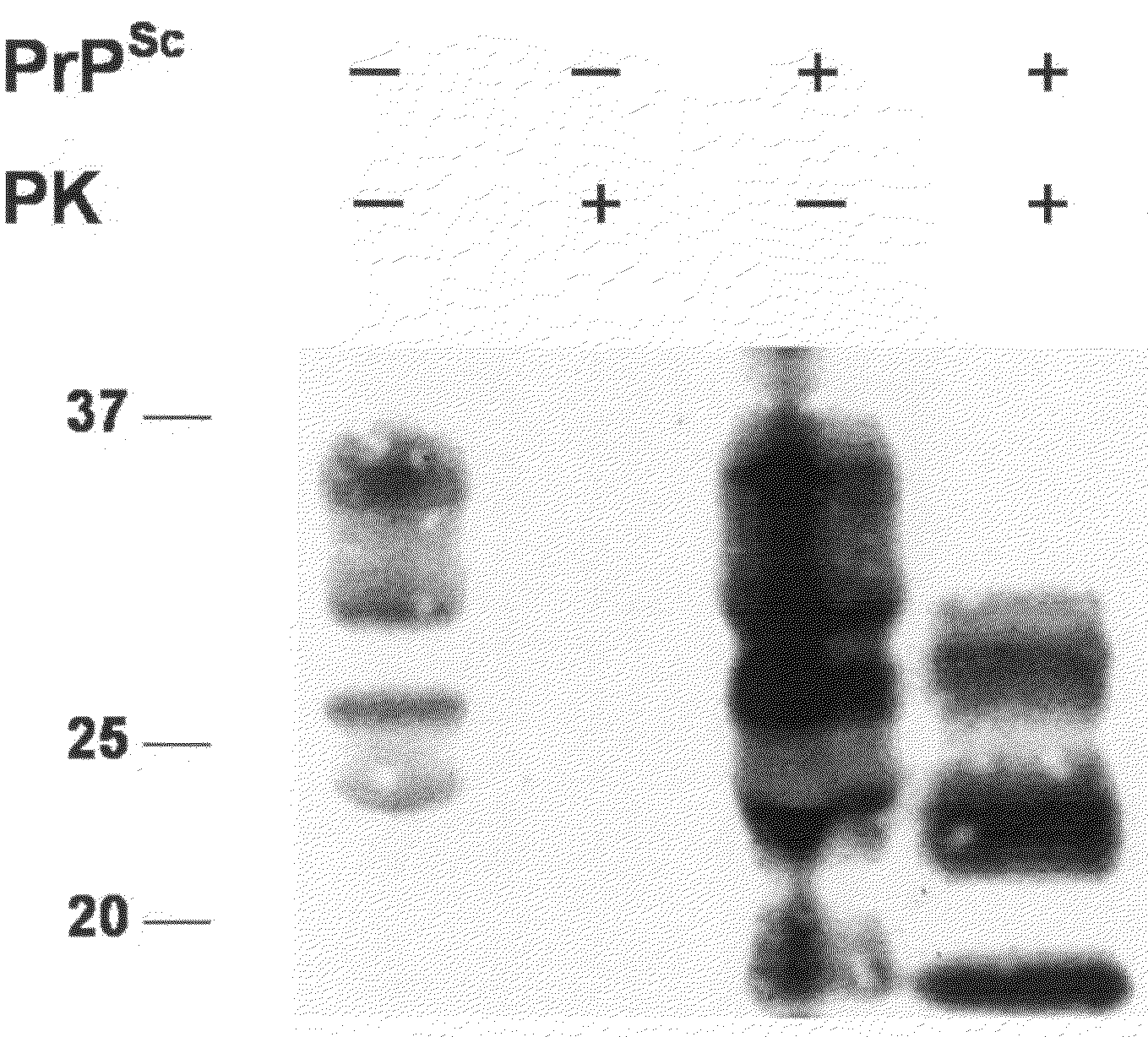 Identification of Prion Proteins in Milk